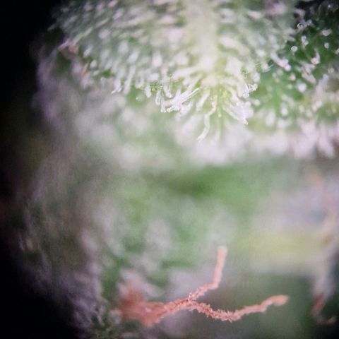 #2 Sensi Amnesia XXL Automatic growlog timeline photo