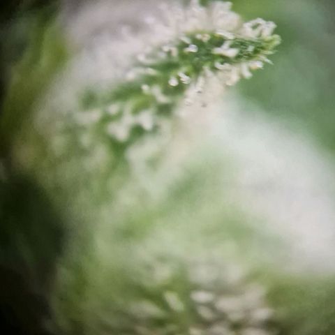 #2 Sensi Amnesia XXL Automatic growlog timeline photo