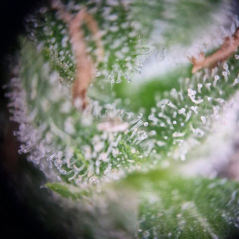 #2 Sensi Amnesia XXL Automatic growlog timeline photo