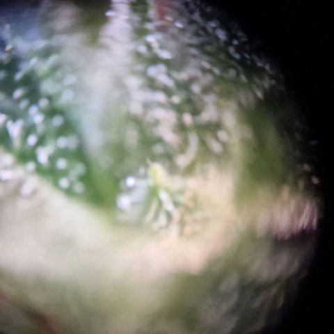 #3 Sticky Orange XXL Automatic growlog timeline photo