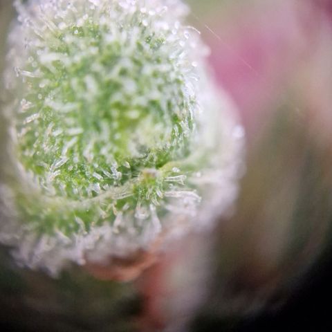 #3 Sticky Orange XXL Automatic growlog timeline photo