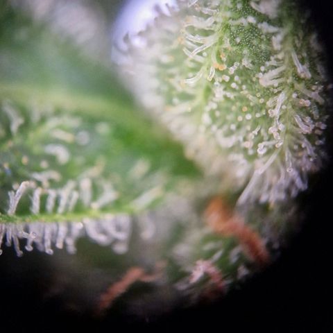 #3 Sticky Orange XXL Automatic growlog timeline photo
