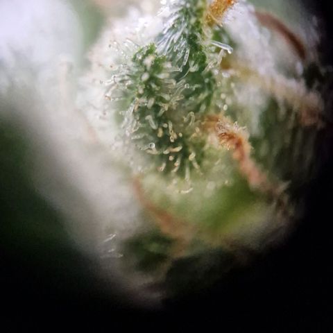 #3 Sticky Orange XXL Automatic growlog timeline photo