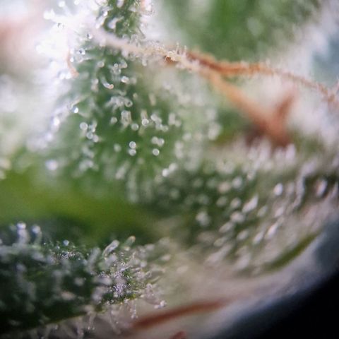 #3 Sticky Orange XXL Automatic growlog timeline photo