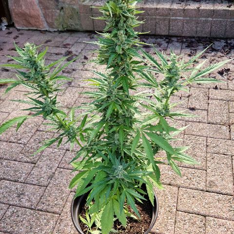 #3 Sticky Orange XXL Automatic growlog timeline photo