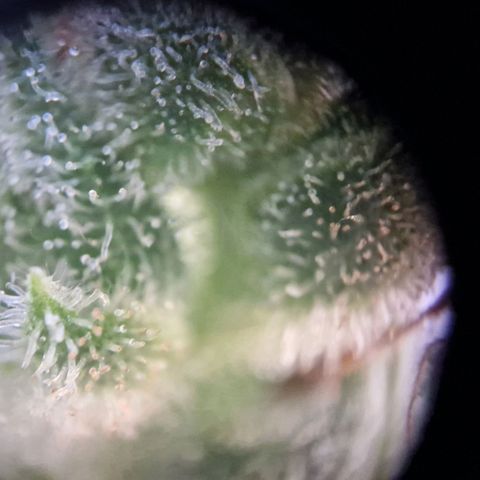 #3 Sticky Orange XXL Automatic growlog timeline photo