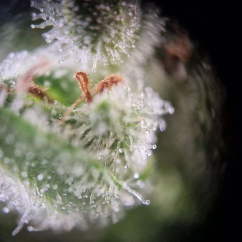 #3 Sticky Orange XXL Automatic growlog timeline photo