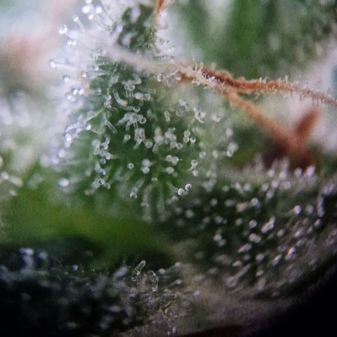 #3 Sticky Orange XXL Automatic growlog timeline photo