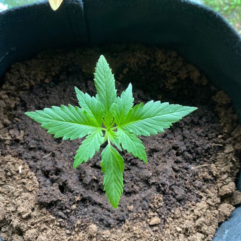 Apple Fritter growlog timeline photo