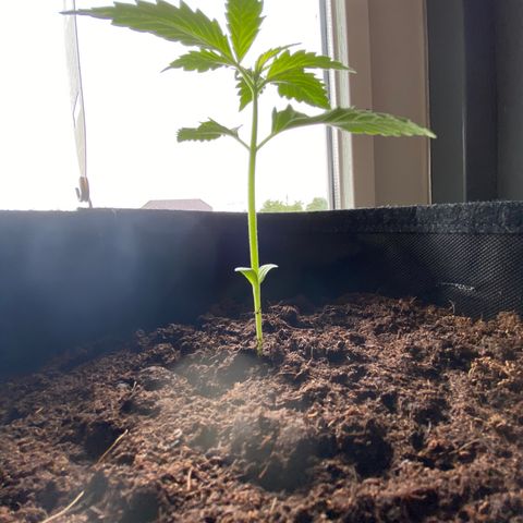 Apple Fritter growlog timeline photo
