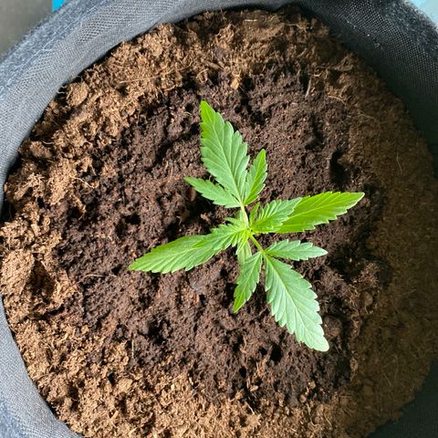 Watermelon Candy Automatic growlog timeline photo