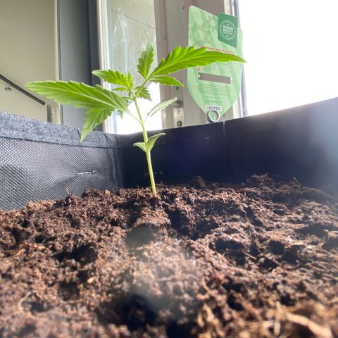 Watermelon Candy Automatic growlog timeline photo