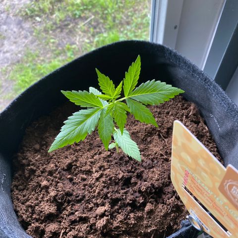 Apple Fritter growlog timeline photo