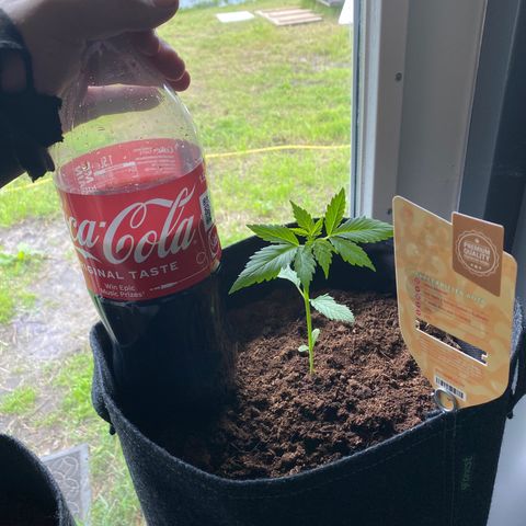 Apple Fritter growlog timeline photo