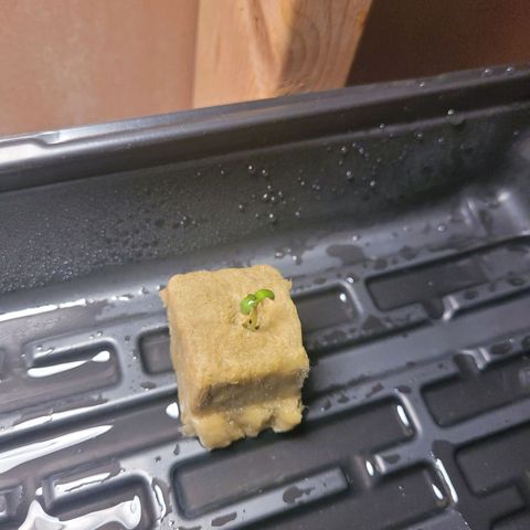 AK420 Auto growlog photo: First sign of leafy growth.