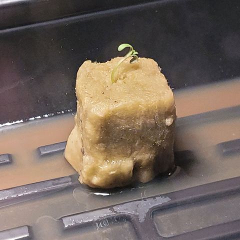 AK420 Auto growlog photo: Accidentally left the humidity dome cover off. Currently, add plant food to revive seedling.