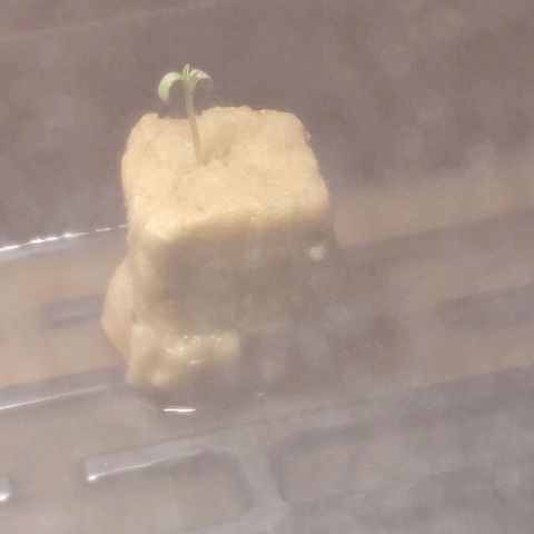 AK420 Auto growlog photo: Plant revival looking successful at 350am.