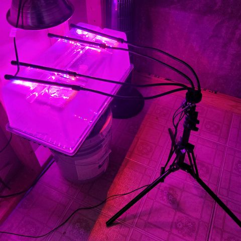 AK420 Auto growlog photo: Currently, setup LED lights for spectrum growth. The dome light is on a timer set for 10hrs of light while the LED lights provides 8 hrs of the remaining day light hrs. The 6 hrs of night should give the plant sense of day/night. Changing the light cycle early will help the new growth not to stress during the germination stage. Proper recommendation during this stage is 18/6 & not 24 hrs light cycle, although research has shown the pros & cons of a 24 hr light cycle.
