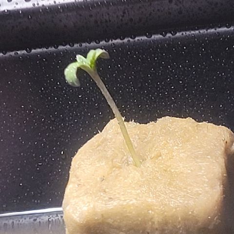 AK420 Auto growlog photo: Plant is looking strong & making progress 