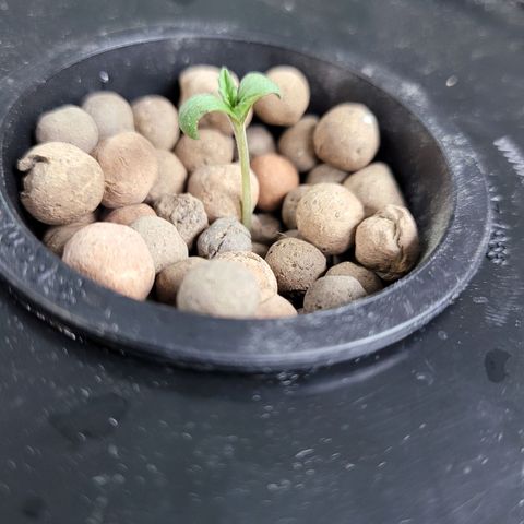 AK420 Auto growlog photo: Transplant into hydroponic 1 gallon bucket. Before veggie stage another transplant will take place into a 3 or 5 gallon bucket. 