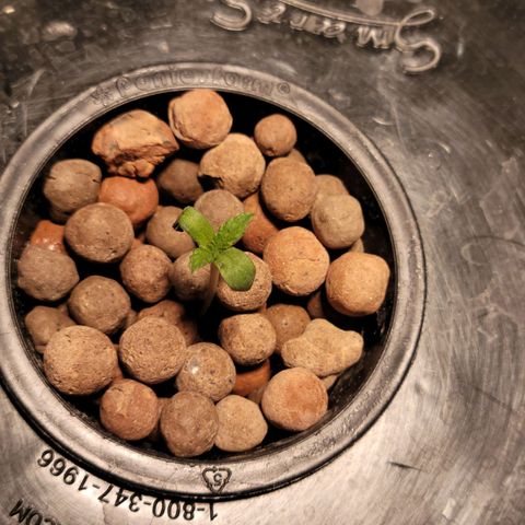 AK420 Auto growlog photo: At 850am plant still looking moderate health but in good progress 