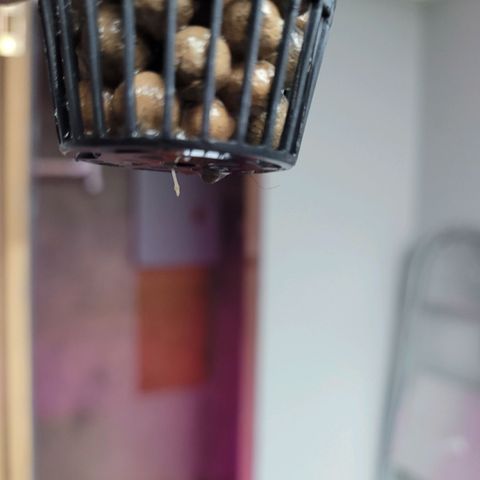 AK420 Auto growlog photo: Sign of root development into the hydroponic bucket. 