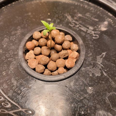 AK420 Auto growlog photo: Seedling 🌱 is grown taller within the last 3 days. Root looks healthy with no deficiency.