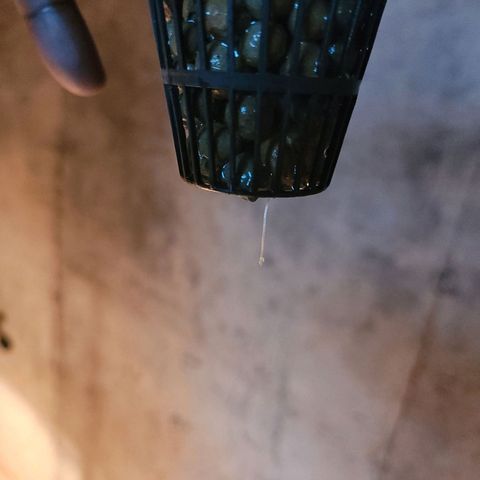 AK420 Auto growlog photo: Seedling 🌱 is grown taller within the last 3 days. Root looks healthy with no deficiency.