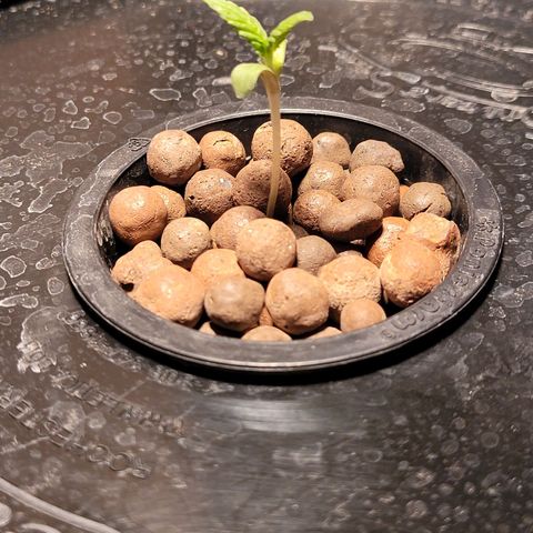 AK420 Auto growlog timeline photo