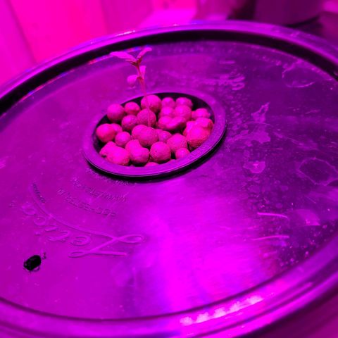 AK420 Auto growlog photo: A healthy seedling 🌱. 