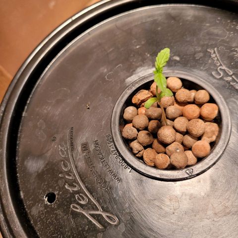 AK420 Auto growlog photo: Healthy seedling 🌱