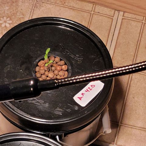 AK420 Auto growlog photo: Healthy seedling 🌱