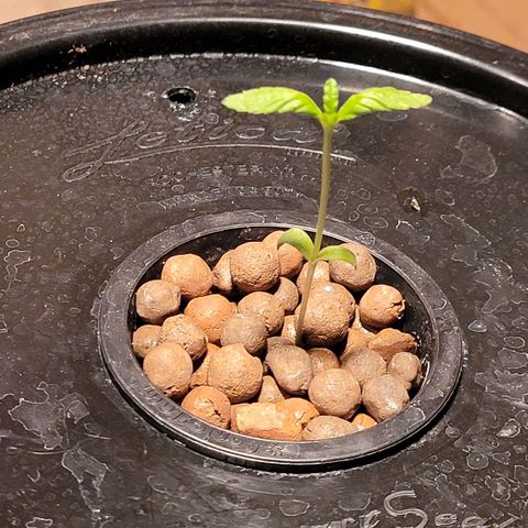 AK420 Auto growlog photo: Healthy seedling 🌱