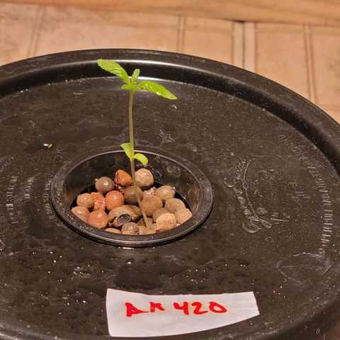 AK420 Auto growlog photo: Healthy seedling 🌱