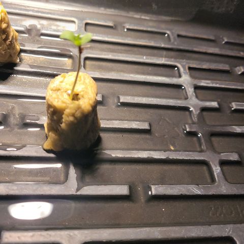 GH Cheese  growlog photo: Start of a healthy seedling 🌱