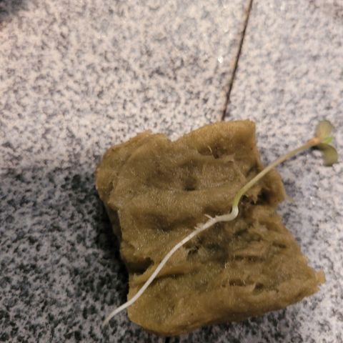 GH Cheese  growlog photo: Healthy root system 