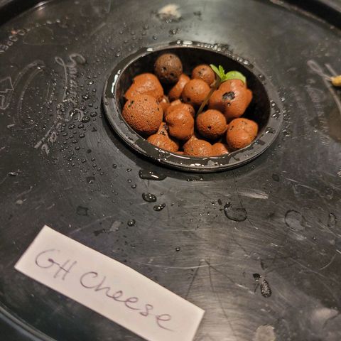 GH Cheese  growlog photo: Transplant is done
