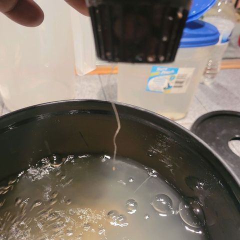 AK420 Auto growlog photo: Healthy root system 