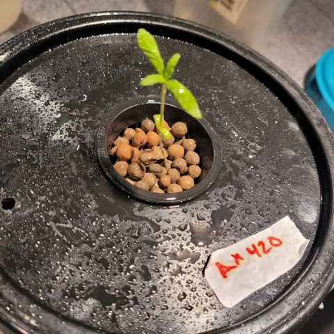 AK420 Auto growlog photo: Healthy seedling 🌱