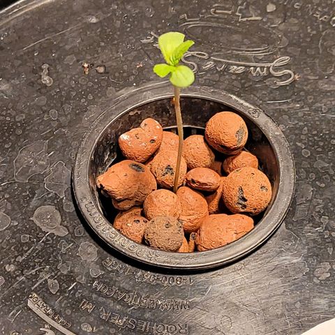 GH Cheese  growlog photo: Healthy seedling 🌱