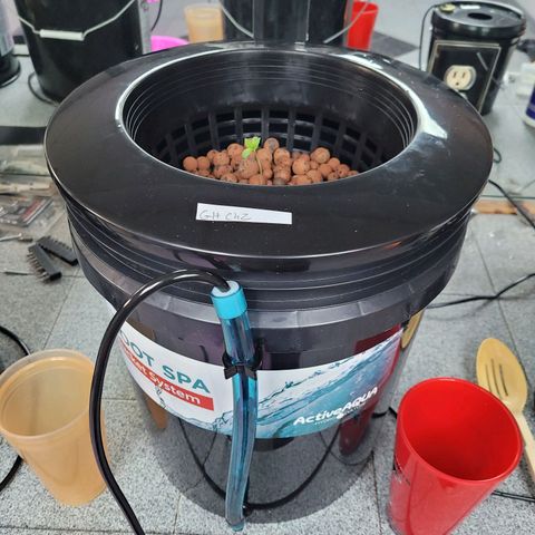 GH Cheese  growlog photo: Final resting place 