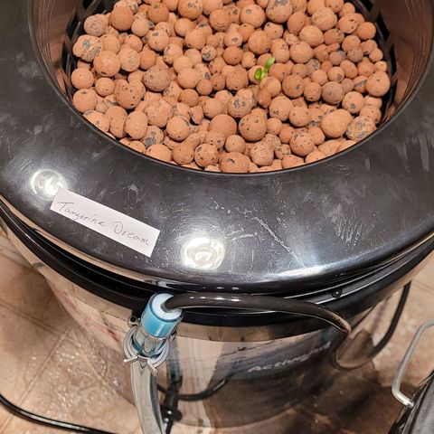 GH Cheese  growlog photo: Transplant into the hydroponic bucket 
