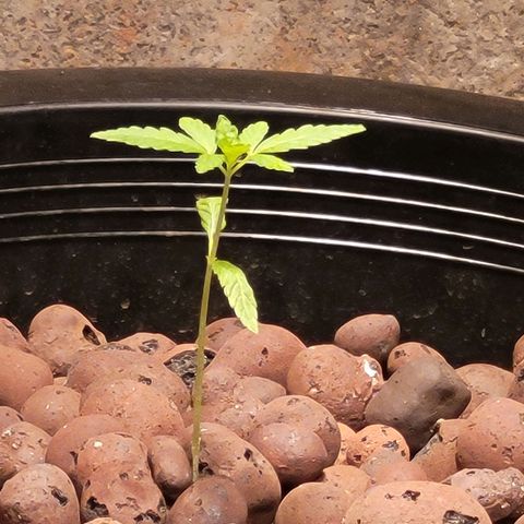 AK420 Auto growlog photo: Veggie stage 