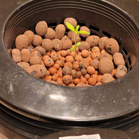 GH Cheese  growlog photo: Veggie stage 