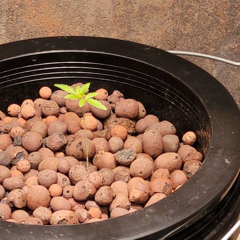 AK420 Auto growlog photo: Healthy plant