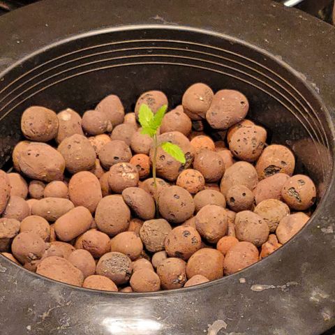 GH Cheese  growlog photo: Healthy plant