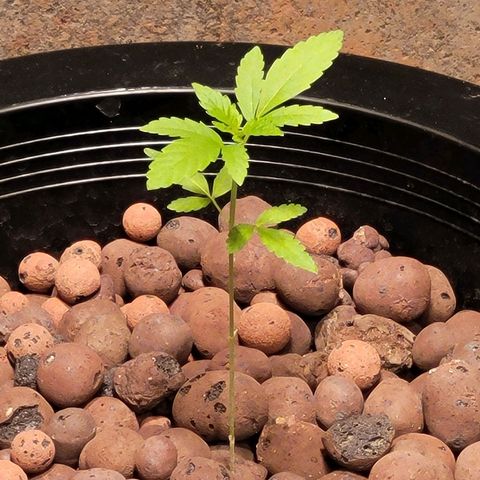 AK420 Auto growlog photo: Blooming very well. 