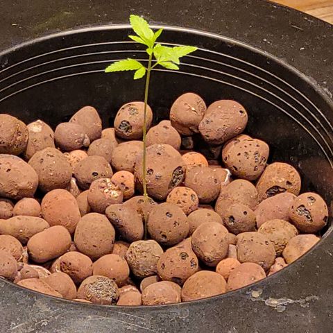 GH Cheese  growlog photo: Blooming plant