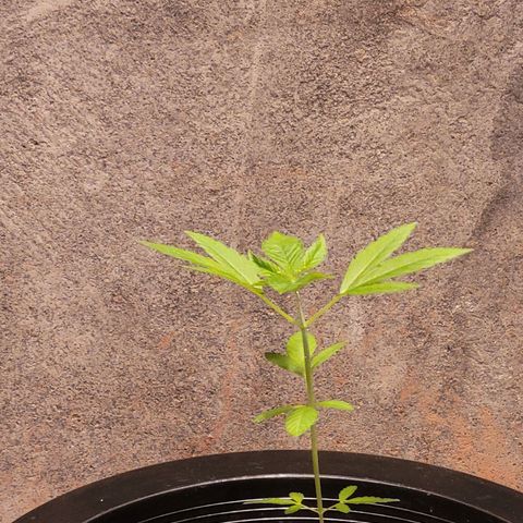 AK420 Auto growlog photo: Healthy plant!
