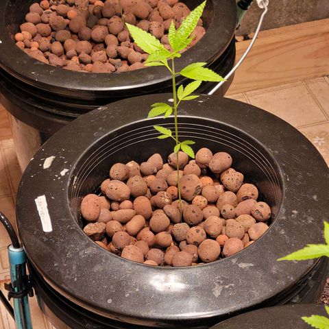 GH Cheese  growlog photo: Healthy plant